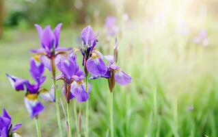 Japonais iris fleurs dans nuances de bleu, violet, et blanc croissance dans une serein parc paysage photo