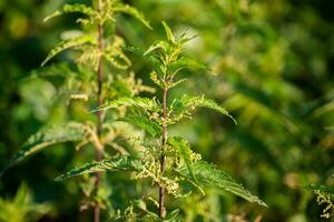 urtica dioïque, souvent appelé commun ortie, piqûre ortie, ou ortie feuille, une Jeune plante dans une forêt dans une clairière. le premier printemps vitamines. ingrédient de vitamine salade. photo