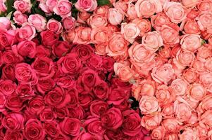 fleur Contexte des roses à marché photo