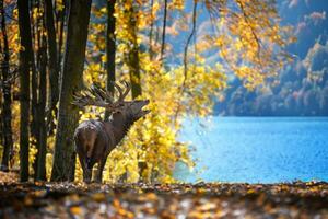 cerf avec gros cornes cerf dans l'automne forêt sur bleu Lac Contexte. faune scène de la nature photo