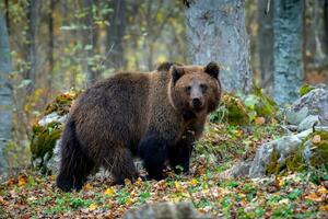 marron ours dans l'automne forêt. animal dans la nature habitat photo