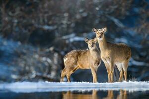 deux chevreuil cerfs dans le hiver forêt. animal dans Naturel habitat photo