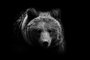 noir et blanc adulte ours portrait. animal sur foncé Contexte photo