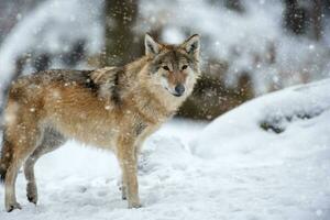 gris loup, canis lupus dans le hiver forêt photo