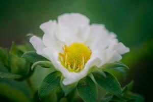 fraise fleurs. épanouissement des fraises. magnifique blanc fraise fleurs dans vert herbe. Prairie avec fraise fleurs. la nature fraise fleur dans printemps. des fraises fleurs dans prairie. photo