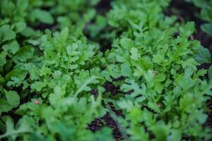 feuilles de Roquette dans le des rayons de le réglage Soleil. vert Frais feuilles dans jardin dans village. sans ogm régime produit. écologique agriculture. photo