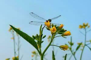 magnifique libellule sur moutarde fleur contre bleu ciel Contexte photo