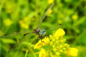 magnifique libellule sur moutarde fleur photo