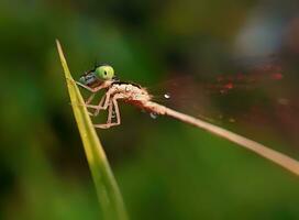 magnifique écarlate libellule la photographie, magnifique libellule sur nature, macro la photographie, magnifique la nature photo