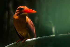 oiseau la photographie, oiseau image, plus magnifique oiseau la photographie, la nature la photographie photo