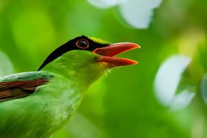 oiseau la photographie, oiseau image, plus magnifique oiseau la photographie, la nature la photographie photo