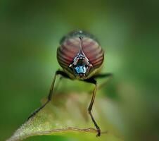 magnifique écarlate libellule la photographie, magnifique libellule sur nature, macro la photographie, magnifique la nature photo