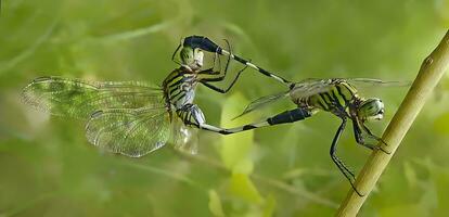 magnifique écarlate libellule la photographie, magnifique libellule sur nature, macro la photographie, magnifique la nature photo