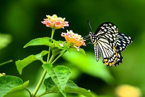 monarque, magnifique papillon la photographie, magnifique papillon sur fleur, macro la photographie, beau la nature photo