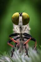 magnifique écarlate libellule la photographie, magnifique libellule sur nature, macro la photographie, magnifique la nature photo