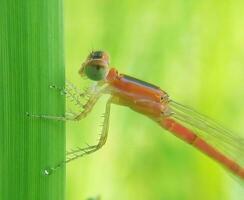 magnifique écarlate libellule la photographie, magnifique libellule sur nature, macro la photographie, magnifique la nature photo