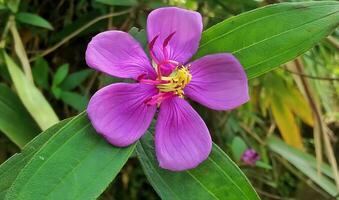 fleur magnifique fleurs nature, photographie, fleurs, floraison usine, beauté dans nature, fraîcheur photo