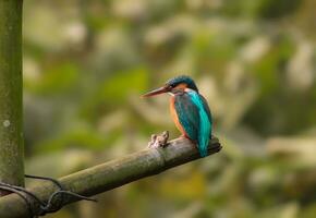 oiseau la photographie, oiseau image, plus magnifique oiseau la photographie, la nature la photographie photo