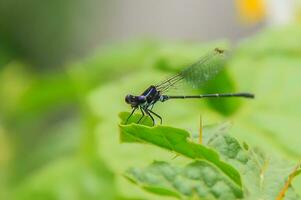 magnifique écarlate libellule la photographie, magnifique libellule sur nature, macro la photographie, magnifique la nature photo