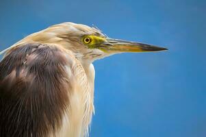 oiseau la photographie, oiseau image, plus magnifique oiseau la photographie, la nature la photographie photo