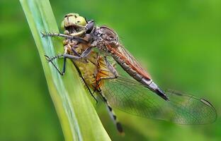 magnifique écarlate libellule la photographie, magnifique libellule sur nature, macro la photographie, magnifique la nature photo