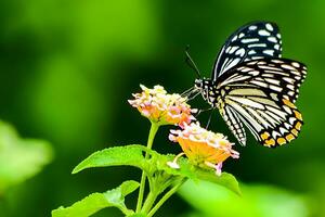 monarque, magnifique papillon la photographie, magnifique papillon sur fleur, macro la photographie, beau la nature photo