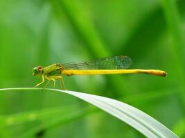 magnifique écarlate libellule la photographie, magnifique libellule sur nature, macro la photographie, magnifique la nature photo