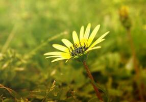 fleurs dans le champ photo