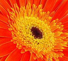 Orange fleur fermer photo
