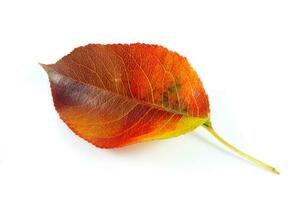 tomber feuilles sur blanc photo