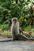 singe séance sur bord de la route pose photo