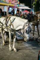 blanc cheval et le chariot sur rue photo