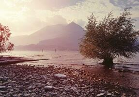 abstrait arbre sur le mer Contexte photo