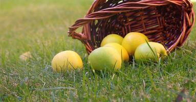 Frais pommes dans panier photo