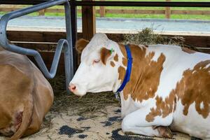 blanc triste vache mensonges dans un ouvert volière. agricole exposition. moderne agriculture photo