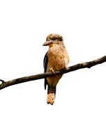 kookaburra oiseau portrait photo