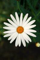 Marguerite fleur fermer photo