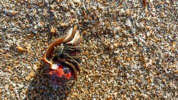 ermite Crabe sanctuaire sur sablonneux rive photo