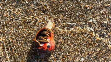 coquillage avec bernacles au milieu de Galet rive photo