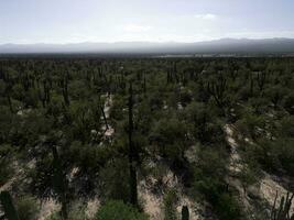 baja Californie sur Mexique aérien vue de cactus forêt près le mer photo