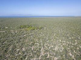 baja Californie sur Mexique aérien vue de cactus forêt près le mer photo