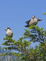 gris geai périsoreus canadensis photo