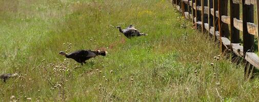 sauvage dindes dans prairie herbes photo