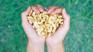 délicieux anacardier des noisettes isolé. en bonne santé, biologique casse-croûte avec noisette, concept pour conception photo