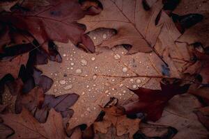 humide chêne feuilles sur le sol dans pluvieux forêt concept photo. l'automne atmosphère image. photo