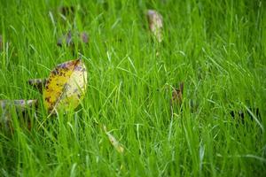 gazon en automne. les feuilles jaunes tombées reposent sur la jeune herbe verte. photo