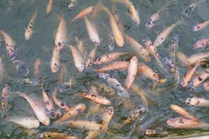 rouge rubis poisson ou le Nil tiapia poisson sont rassemblement dans le étang lorsque elles ou ils sont étant nourris photo