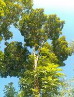 une grand arbre avec beaucoup feuilles et vert feuilles photo