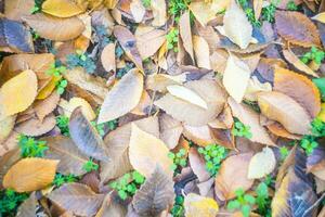 Naturel économiseur d'écran et Contexte avec l'automne thème et saisonnier couleurs paysage photo