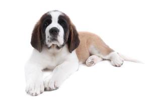 mignon chiot saint bernard sur blanc photo